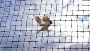 Anti Bird Nets Manufacturer & Supplier