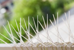 Bird Spikes Manufacturer